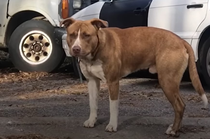 photo of pitbull standing