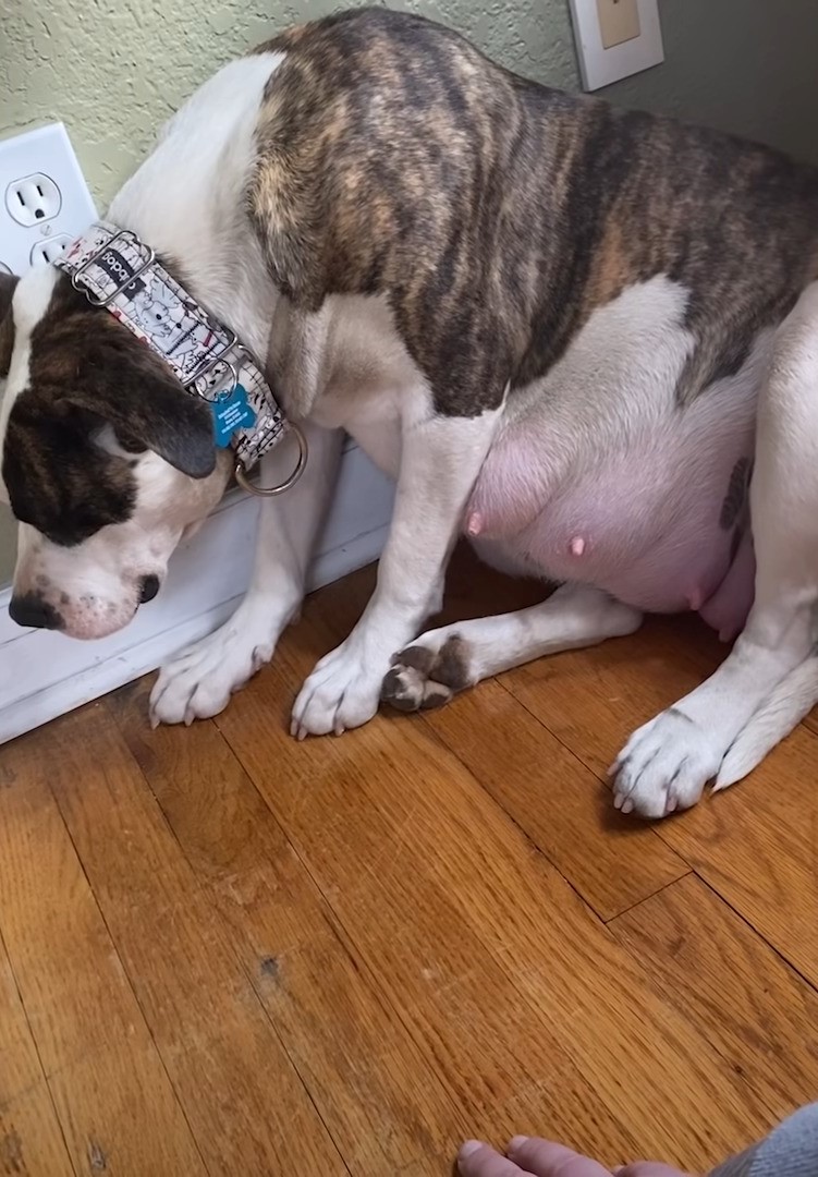 photo of pregnant dog