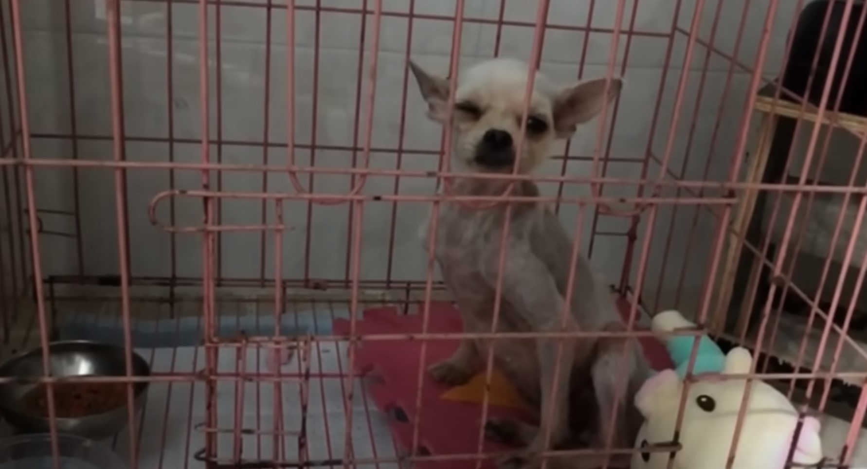 photo of pup in a kennel