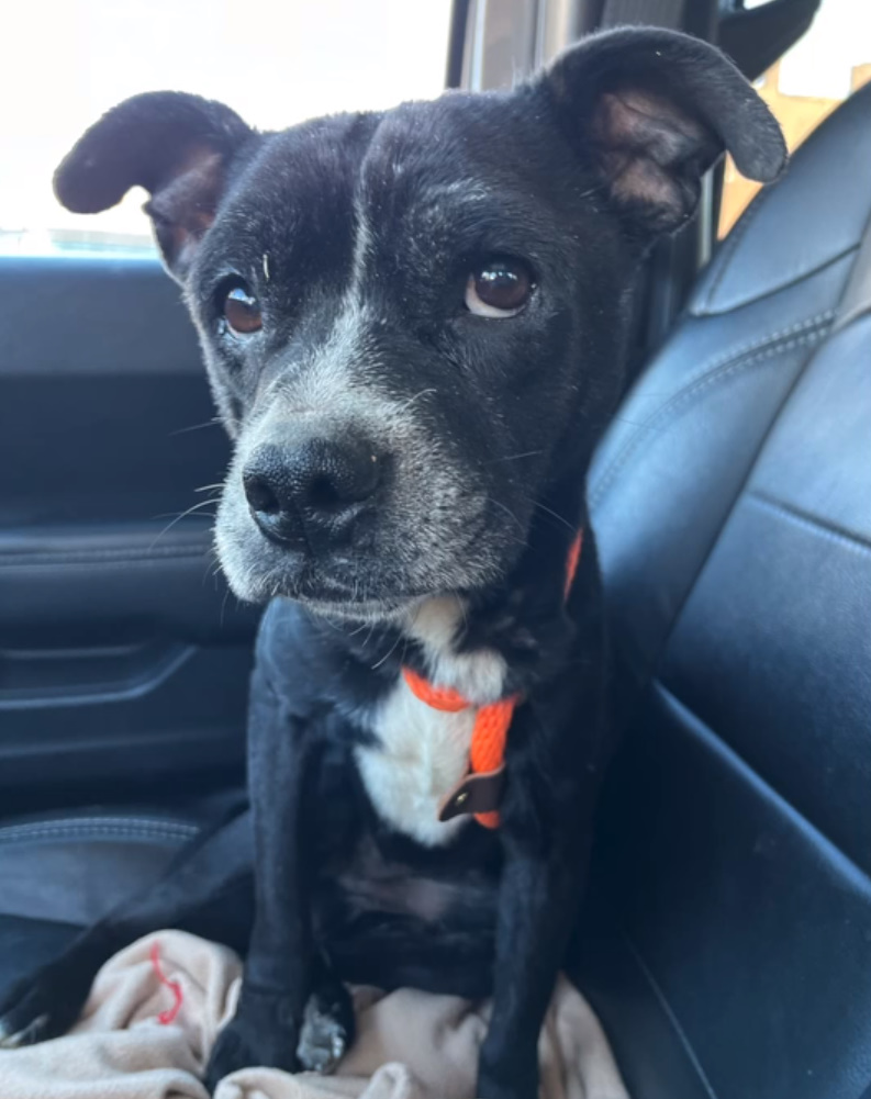 photo of pup in the car