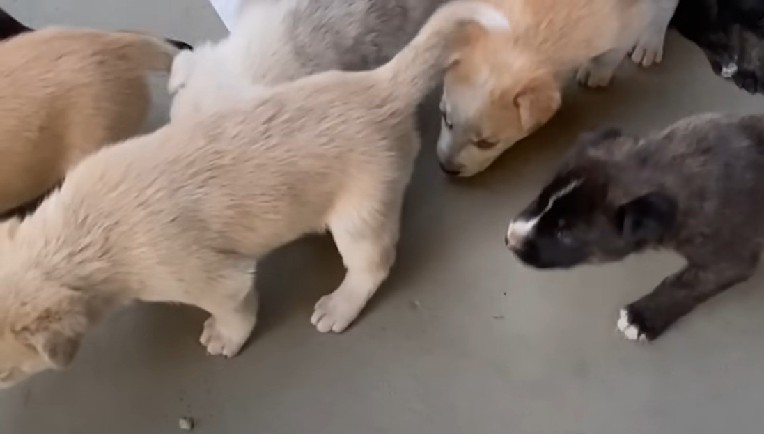 photo of puppies found in a rock cave