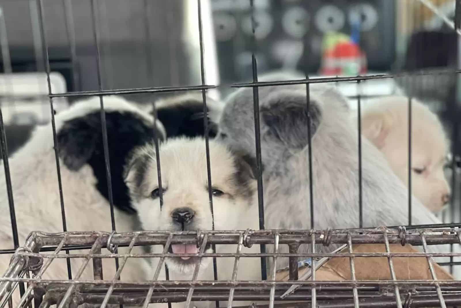 photo of puppies in a crate