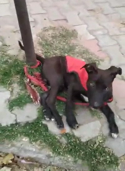 photo of puppy bound to a pole