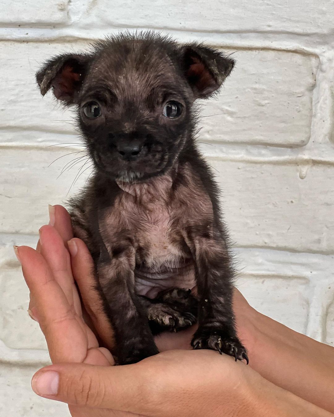 photo of puppy held in hand