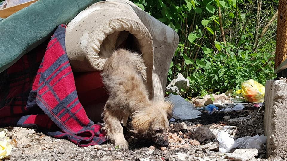 photo of puppy in trash