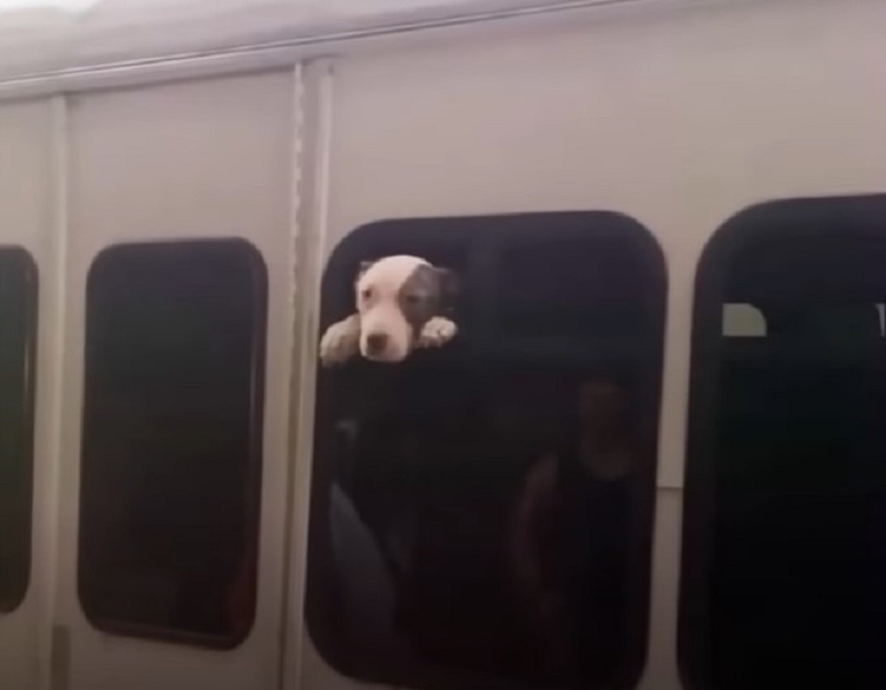 photo of puppy trapped in bus