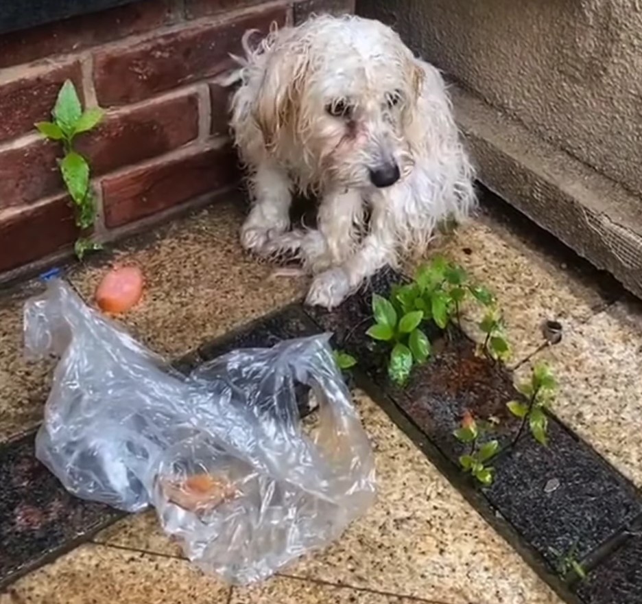 photo of puppy trembling in rain