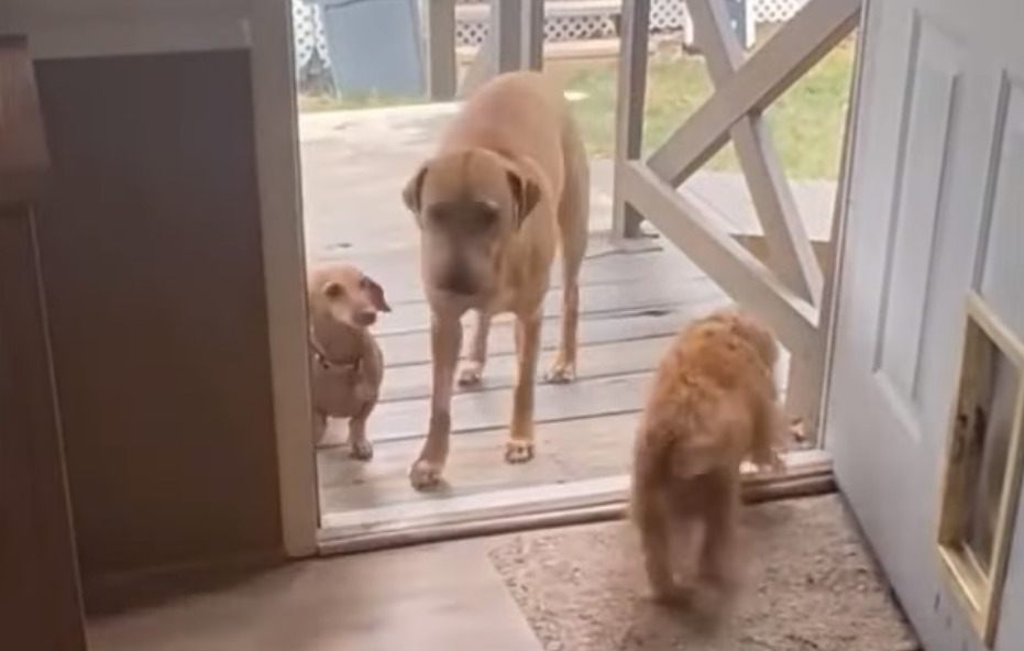 photo of rescued dog with two other dogs