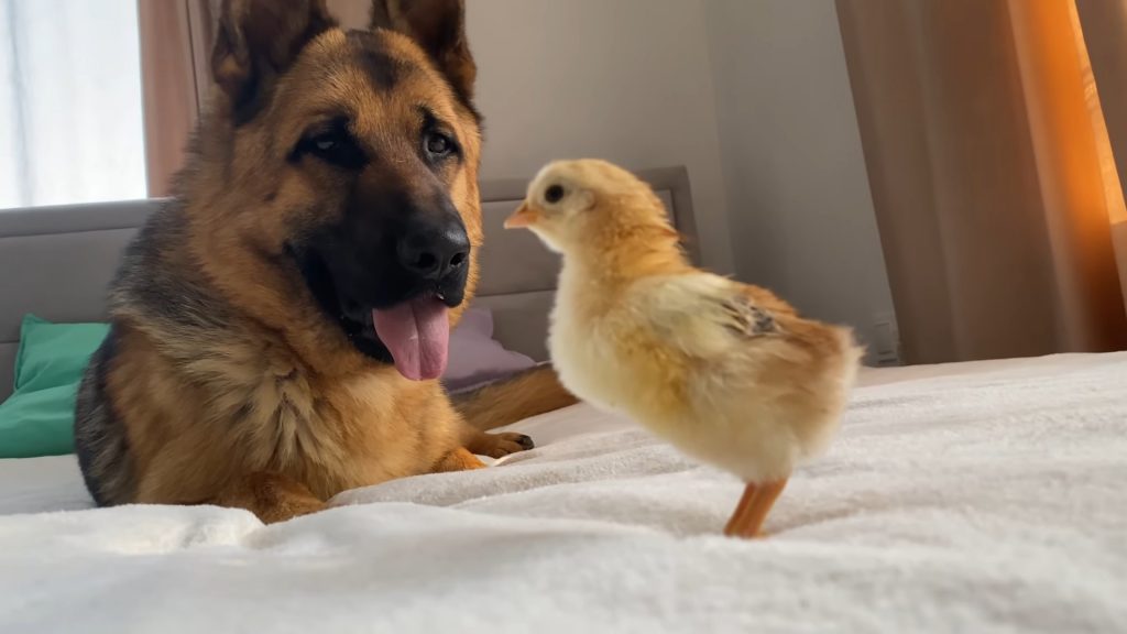 photo of Rocky with a small chick