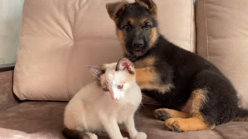 photo of Rocky with his cat friend