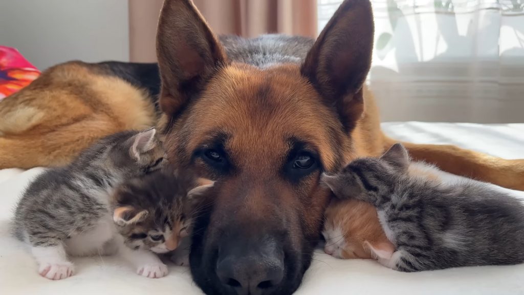 photo of Rocky with the kittens