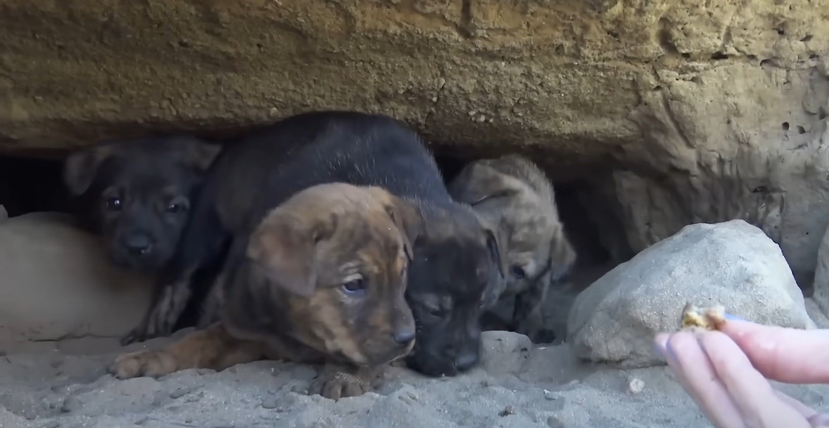 photo of scared puppies