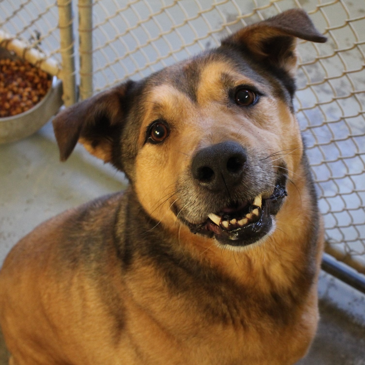 photo of senior pup at shelter