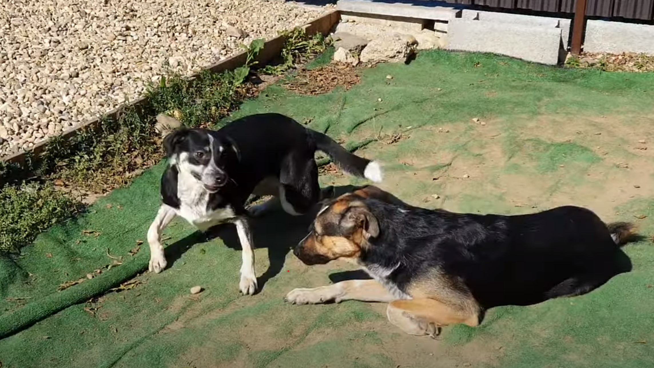 photo of sibling dogs outdoors