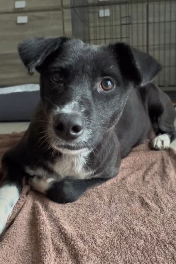 photo of stray pup lying