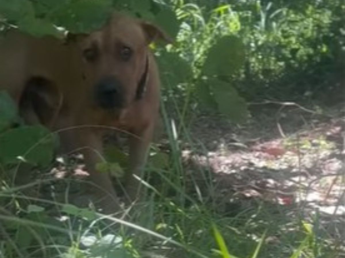 photo of the dog in the grass