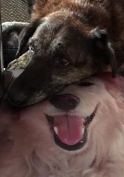 photo of the dog leaning his head on the pillow