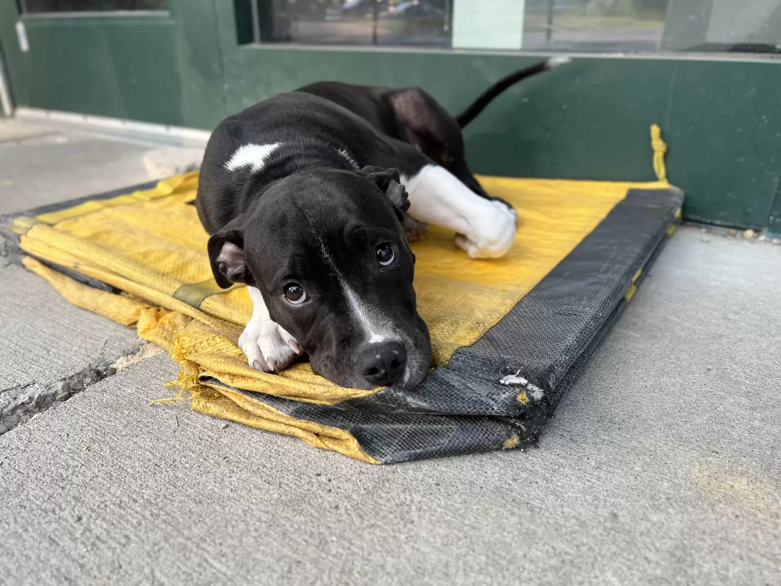 photo of the dog lying on the sidewalk