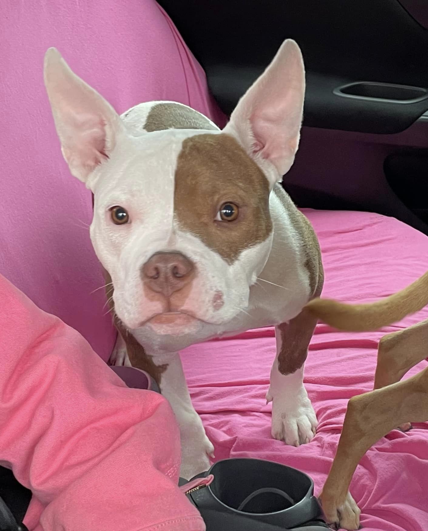 photo of the dog on a pink cover