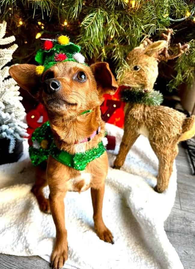 photo of the dog sitting by a christmas tree