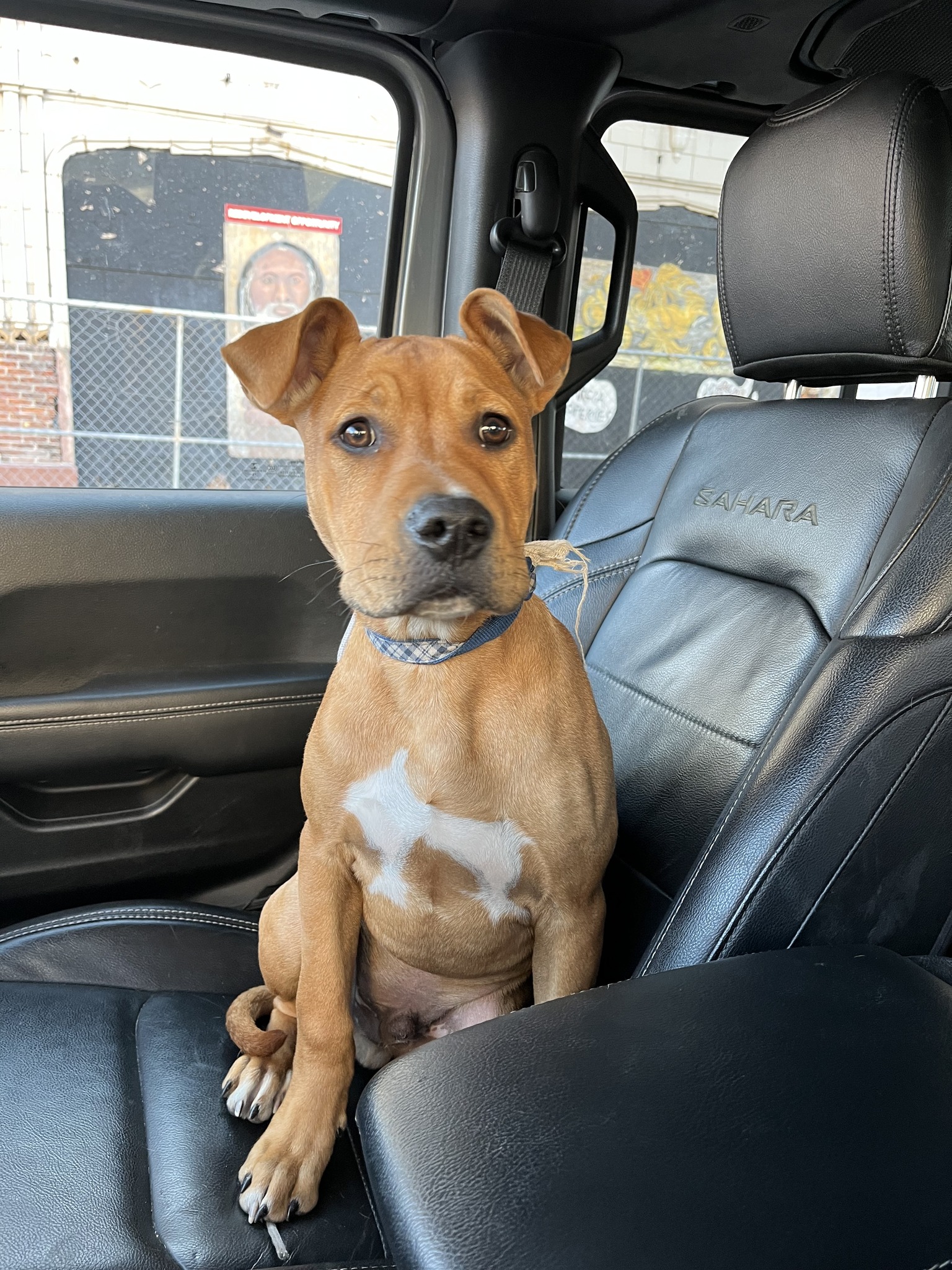 photo of the dog sitting in a car