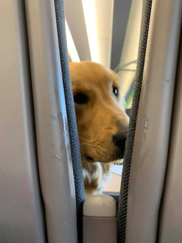 photo of the golden retriever on the plane