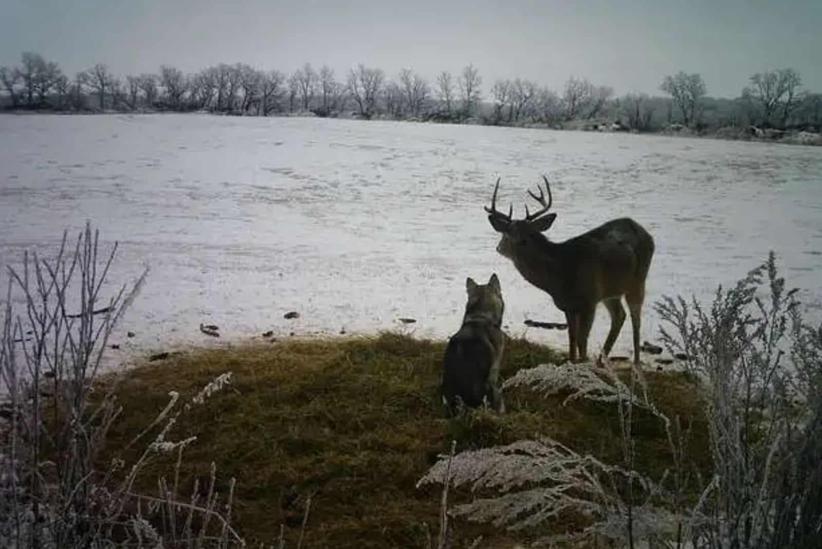 photo of the husky and deer standing next to each other