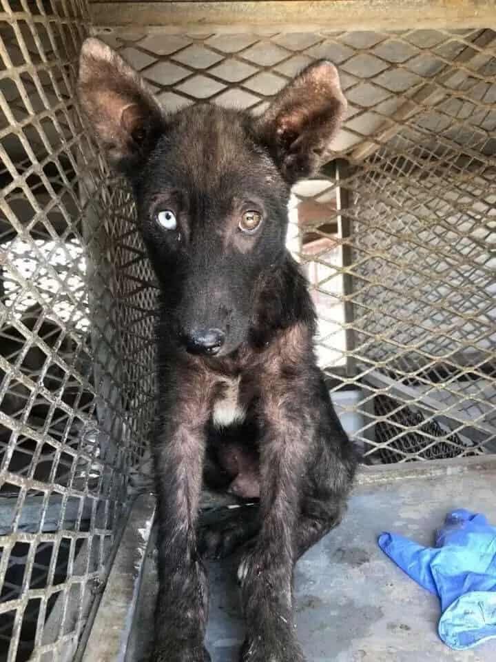 photo of the neglected gsd puppy