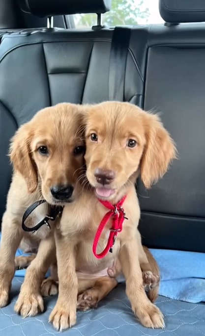 photo of the puppies in the car