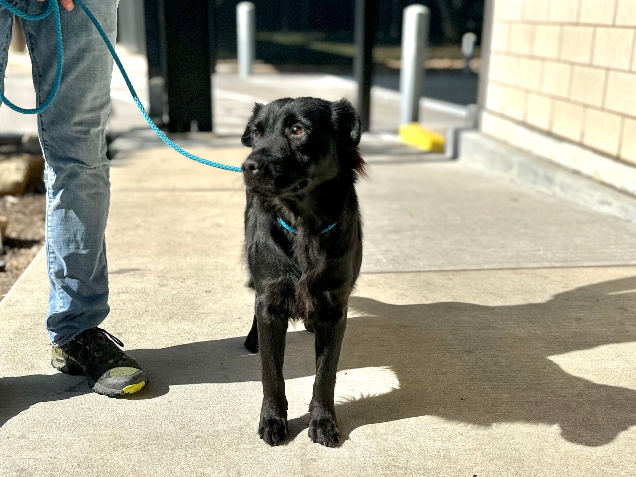 photo of the rescue dog on a leash
