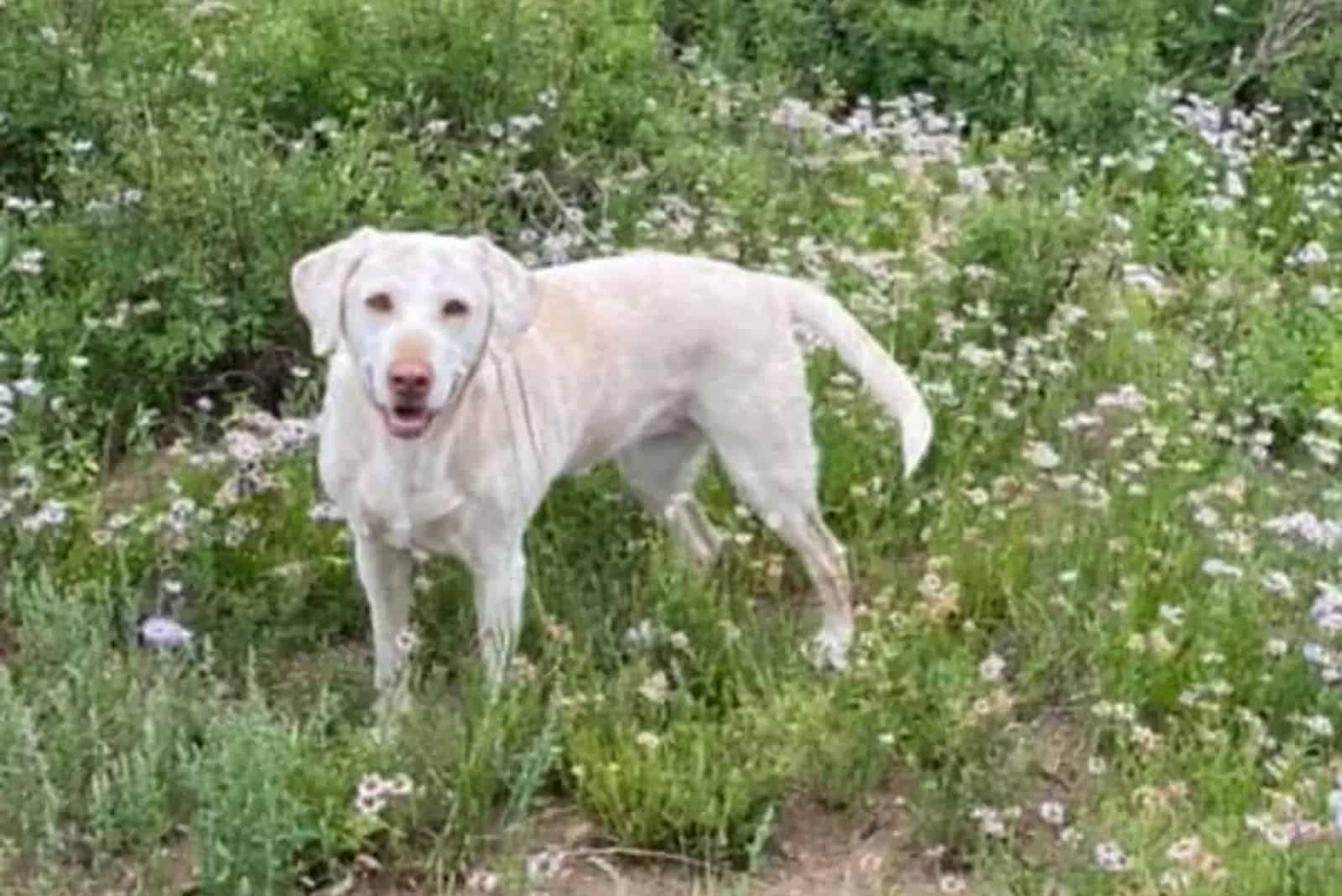 photo of the senior dog Dixie in nature