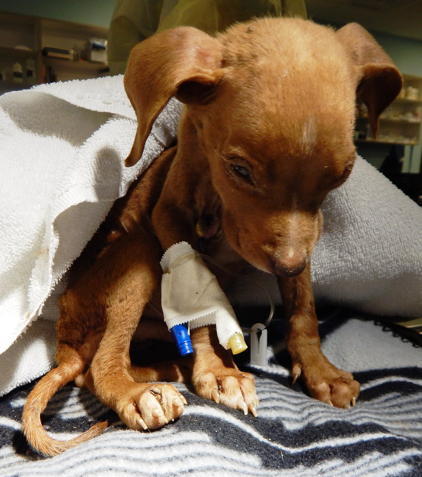 photo of tiny pitbull with an ivf on his paw