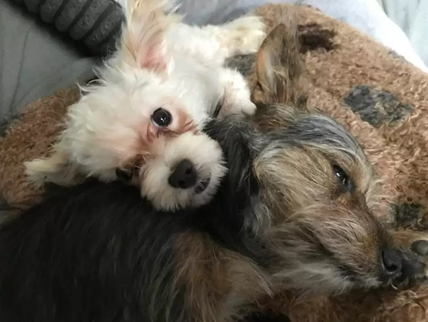 photo of two dogs cuddling