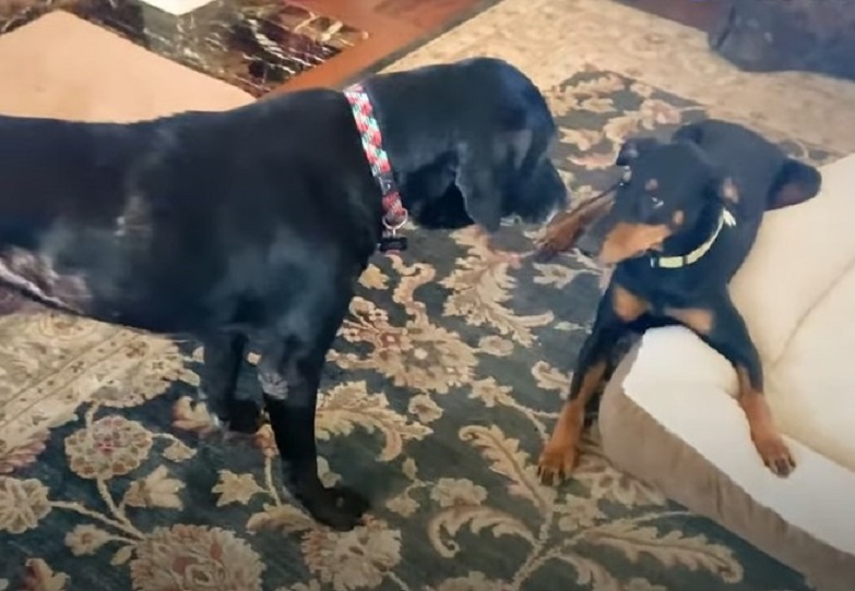 photo of two dogs indoors