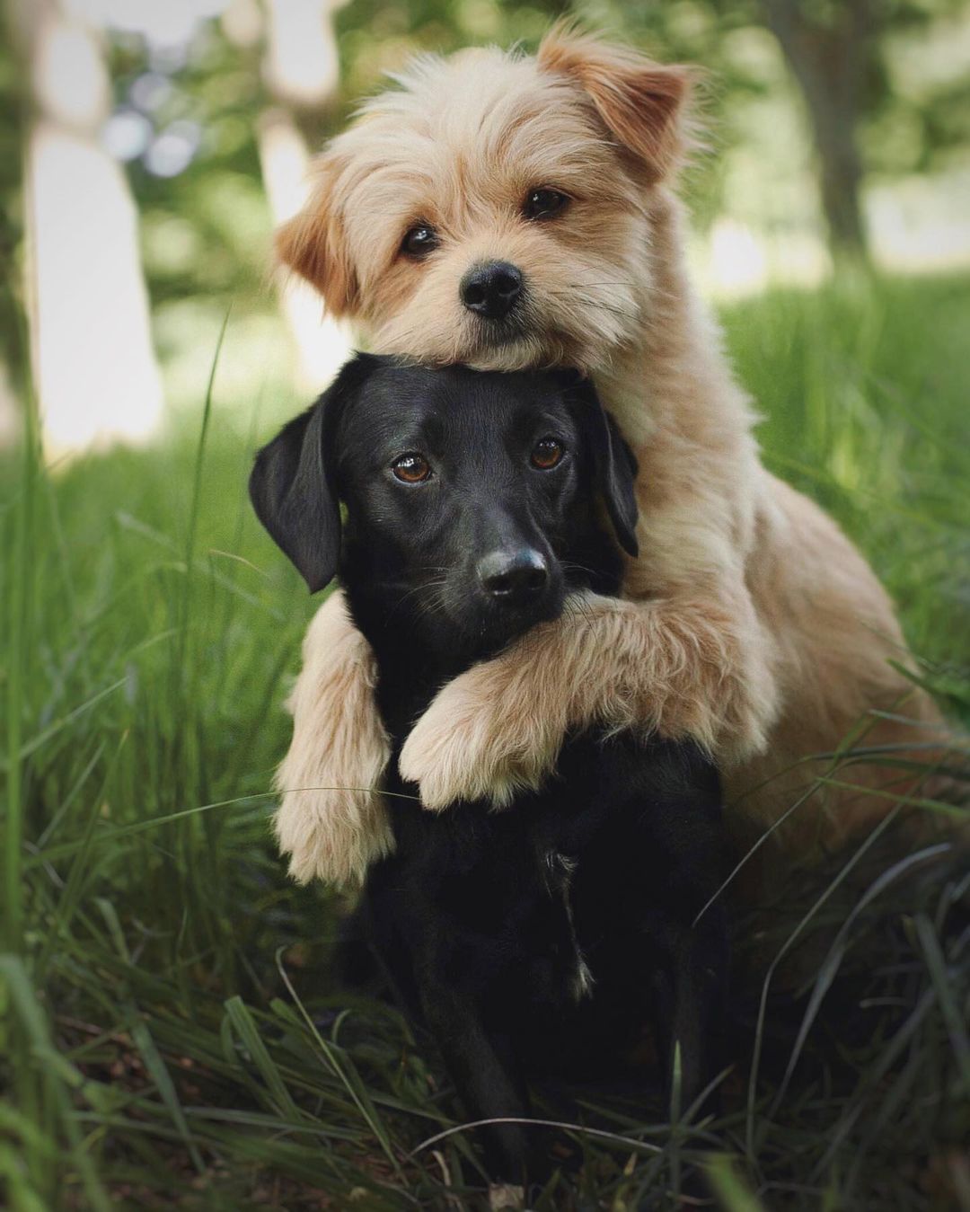 photo of two dogs sitting in grass