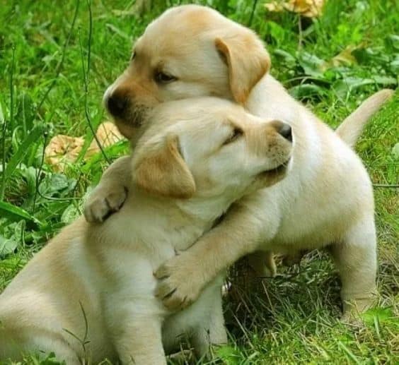 photo of two puppies hugging