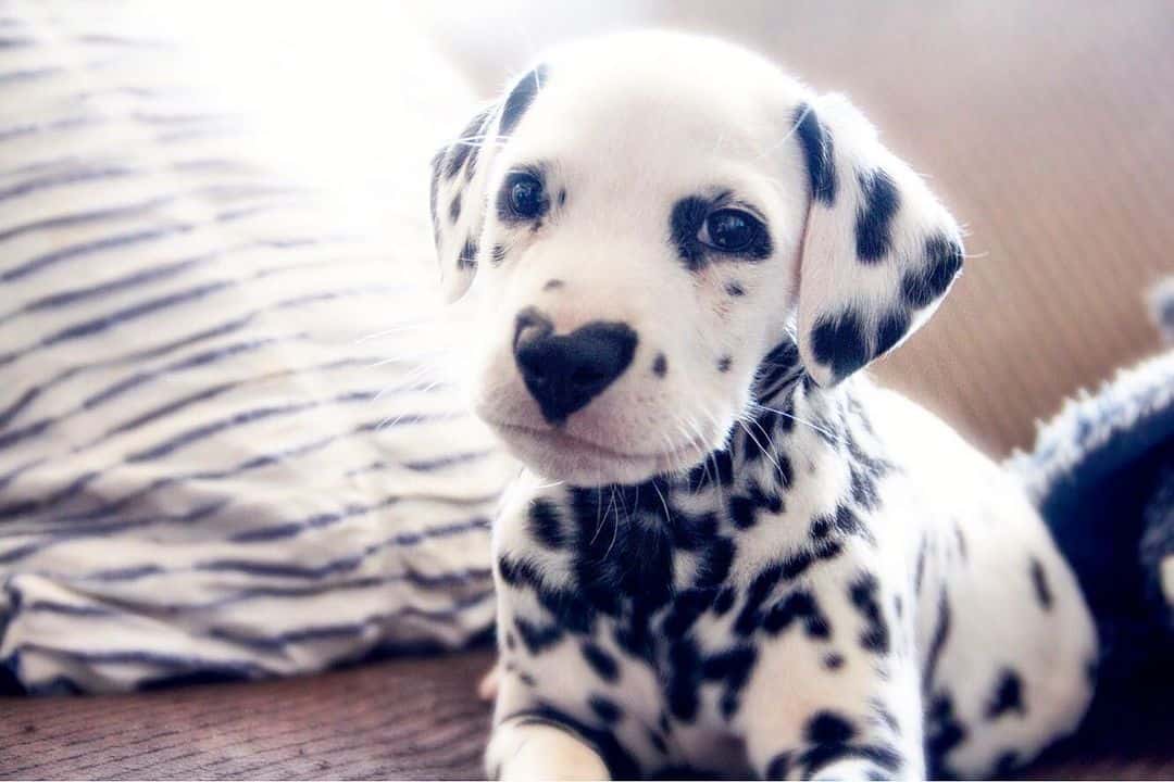 photo of Wiley as a puppy