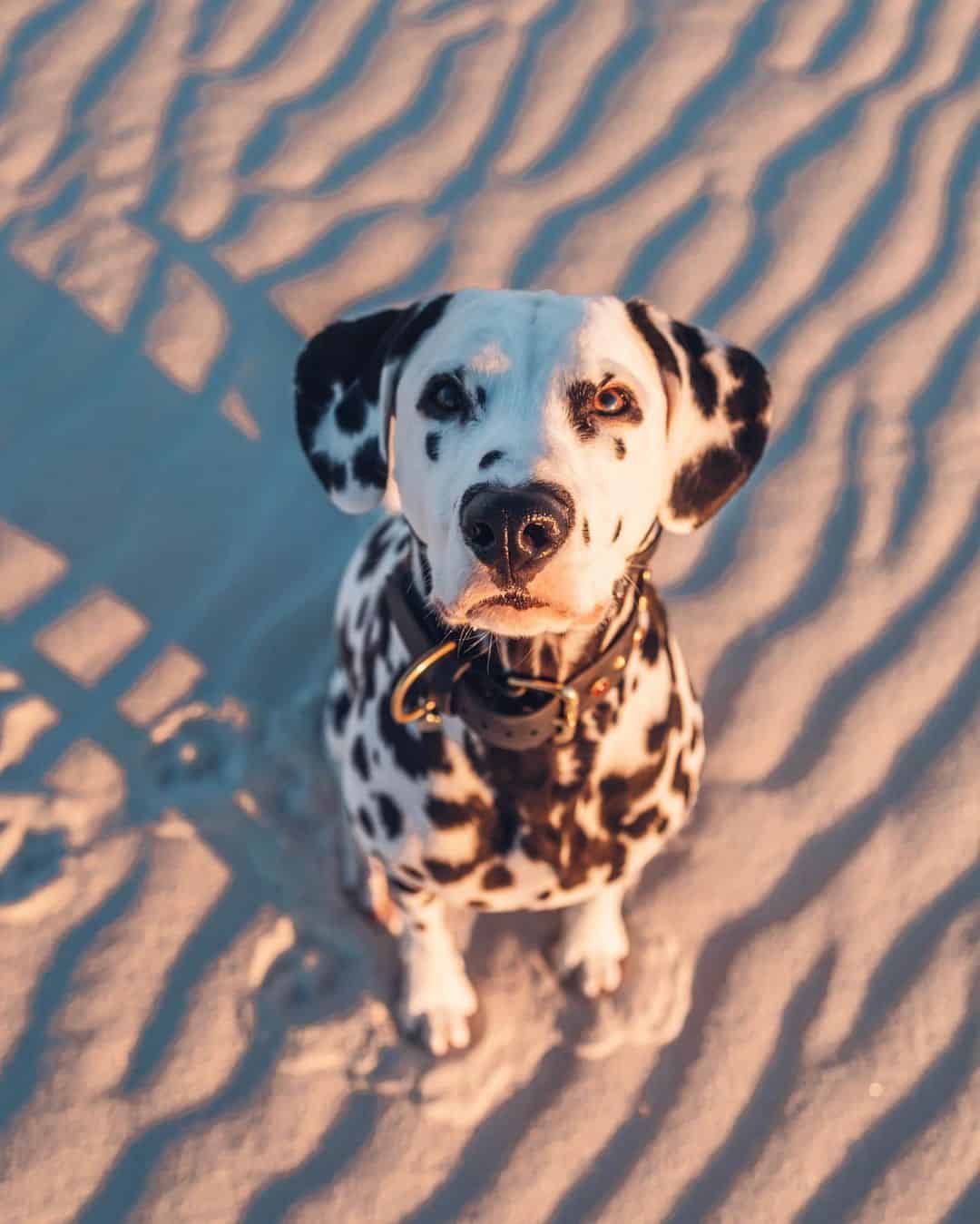 photo of Wiley at the beach