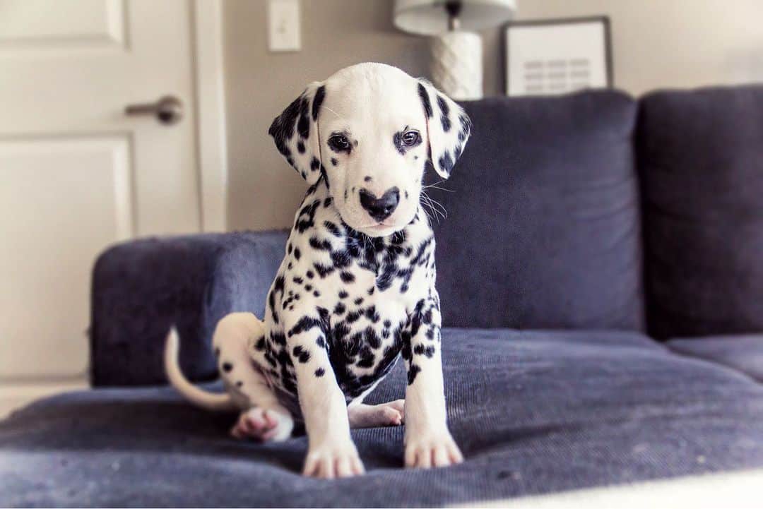 photo of Wiley the Dalmatian