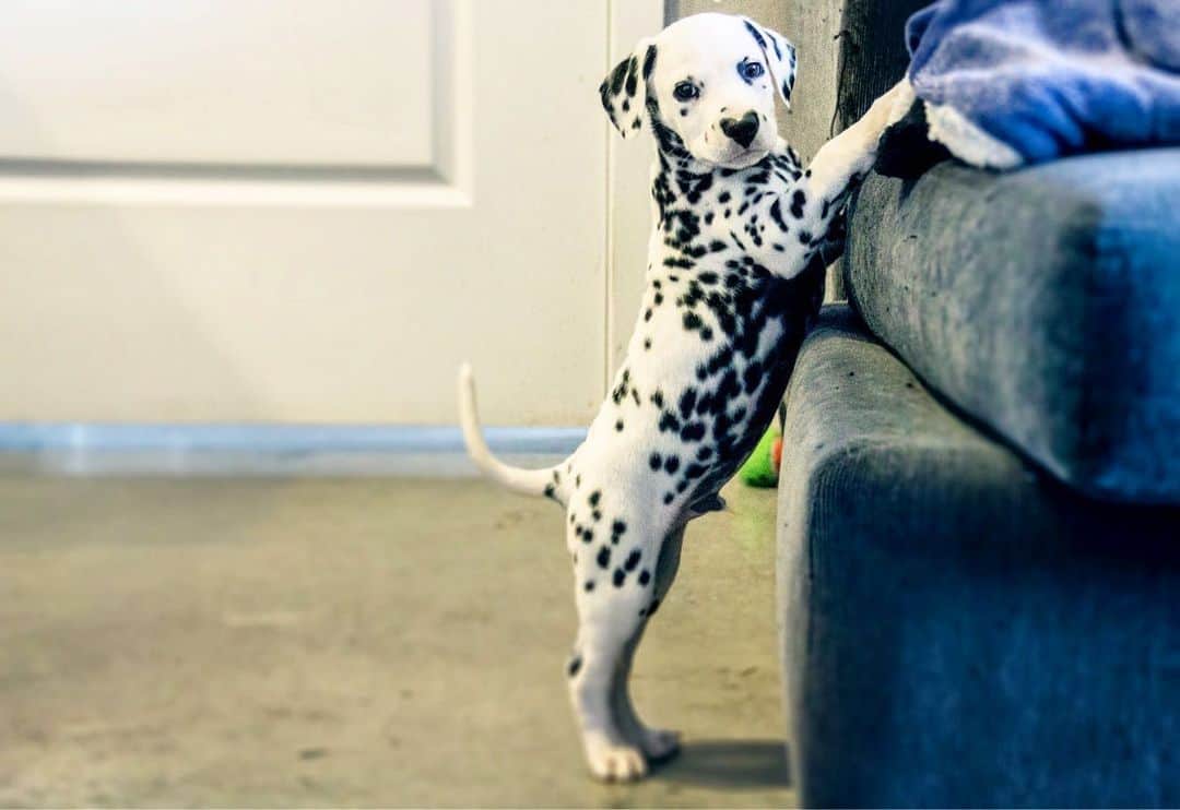 photo of wiley trying to climb the couch