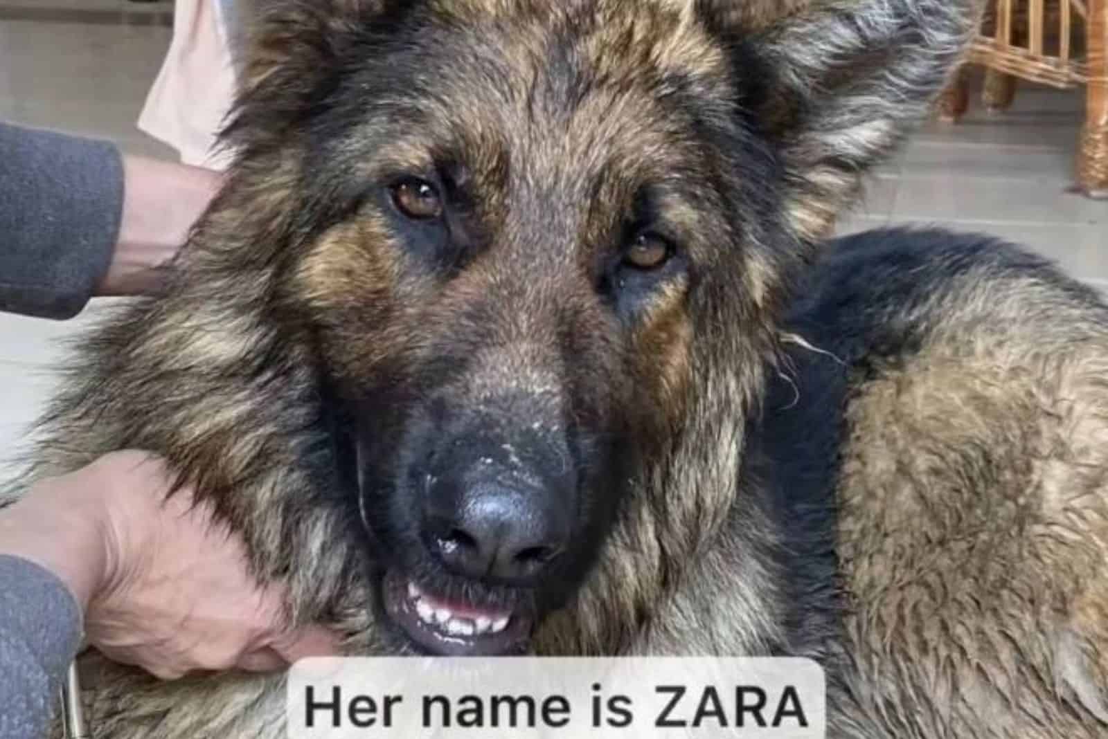 photo of Zara the GSD