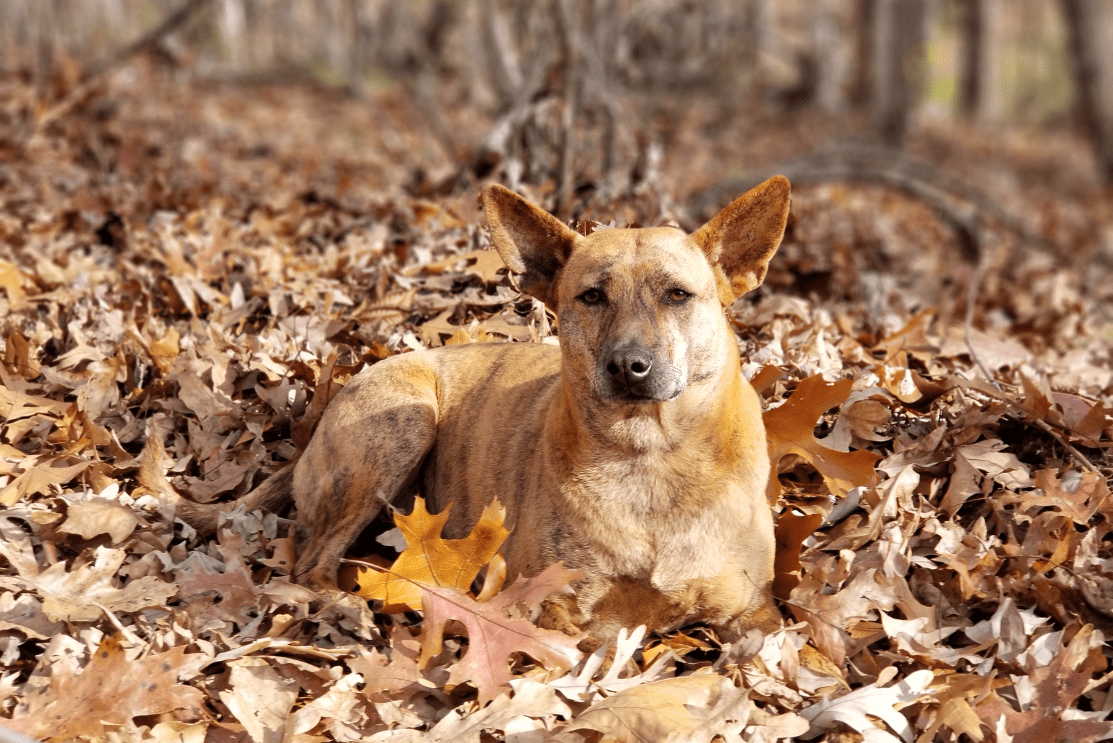 Phu Quoc Ridgeback lies in the autumn forest