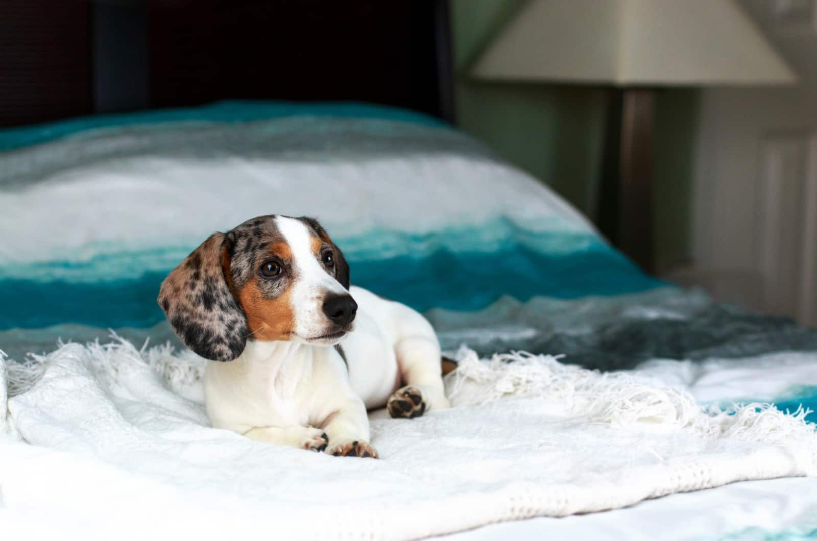 Piebald Dachshund lying on bed