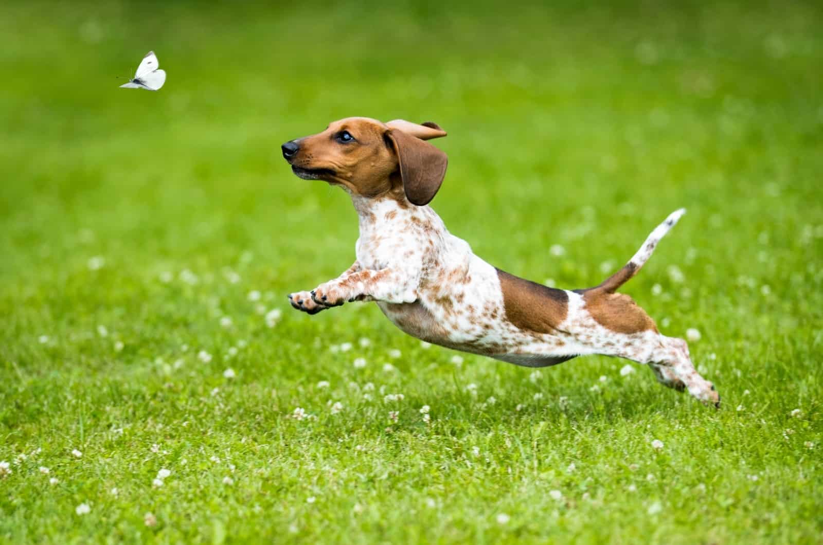 Piebald Dachshund playing on grass