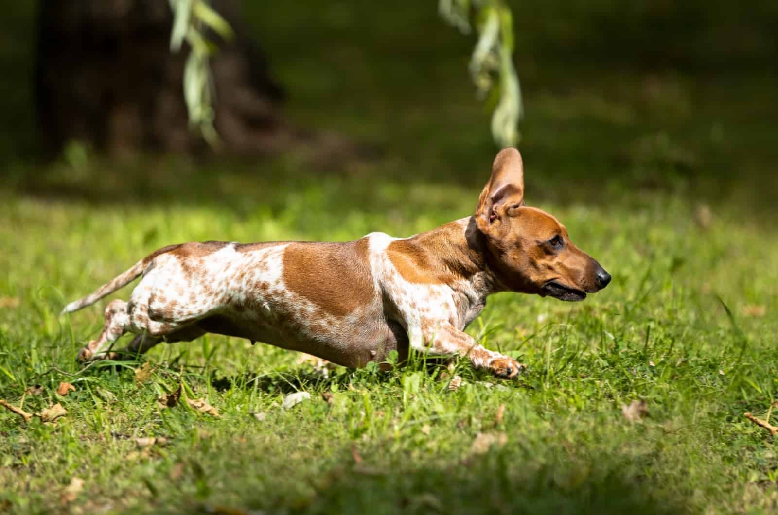 Piebald Dachshund running outside