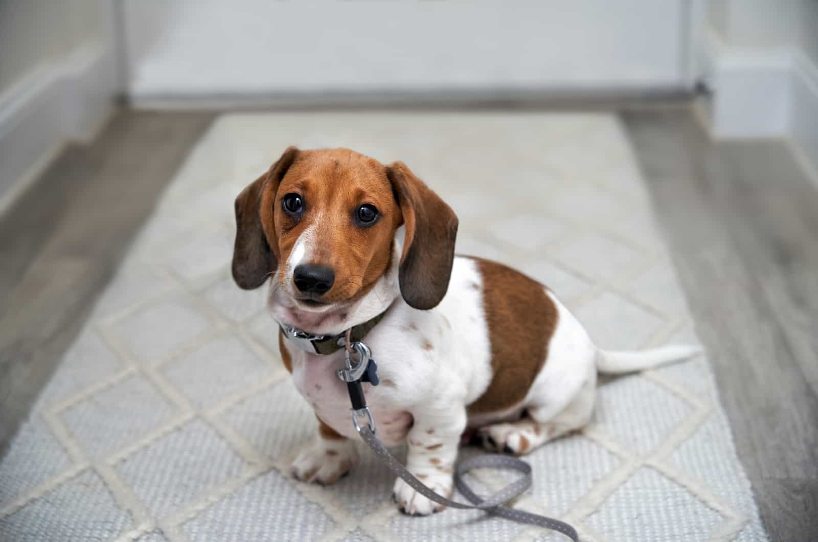 Piebald Dachshund sitting on carpet