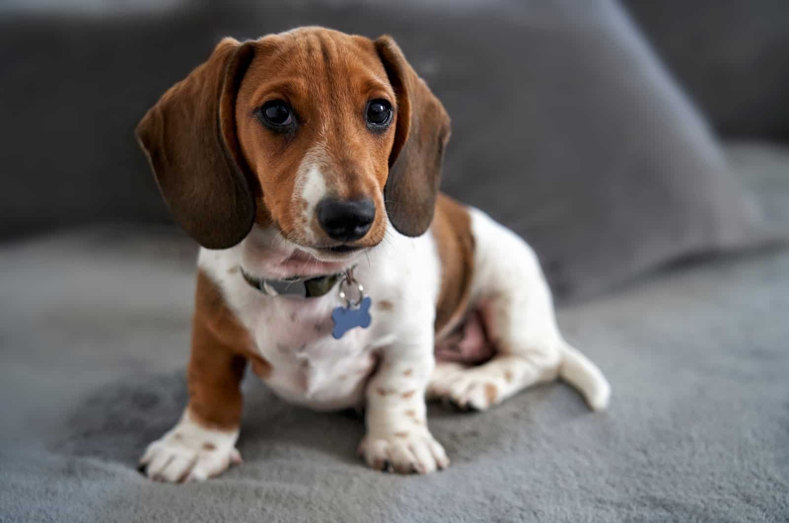 Piebald Dachshund sitting on sofa