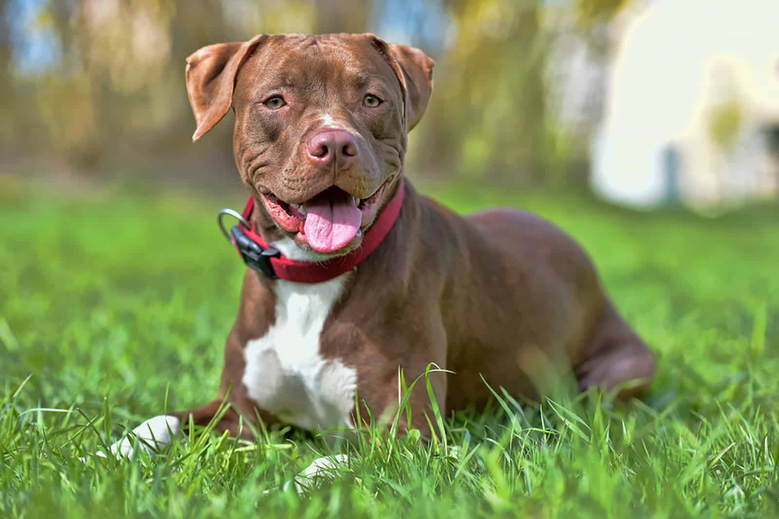 pit bull dog lying in the grass