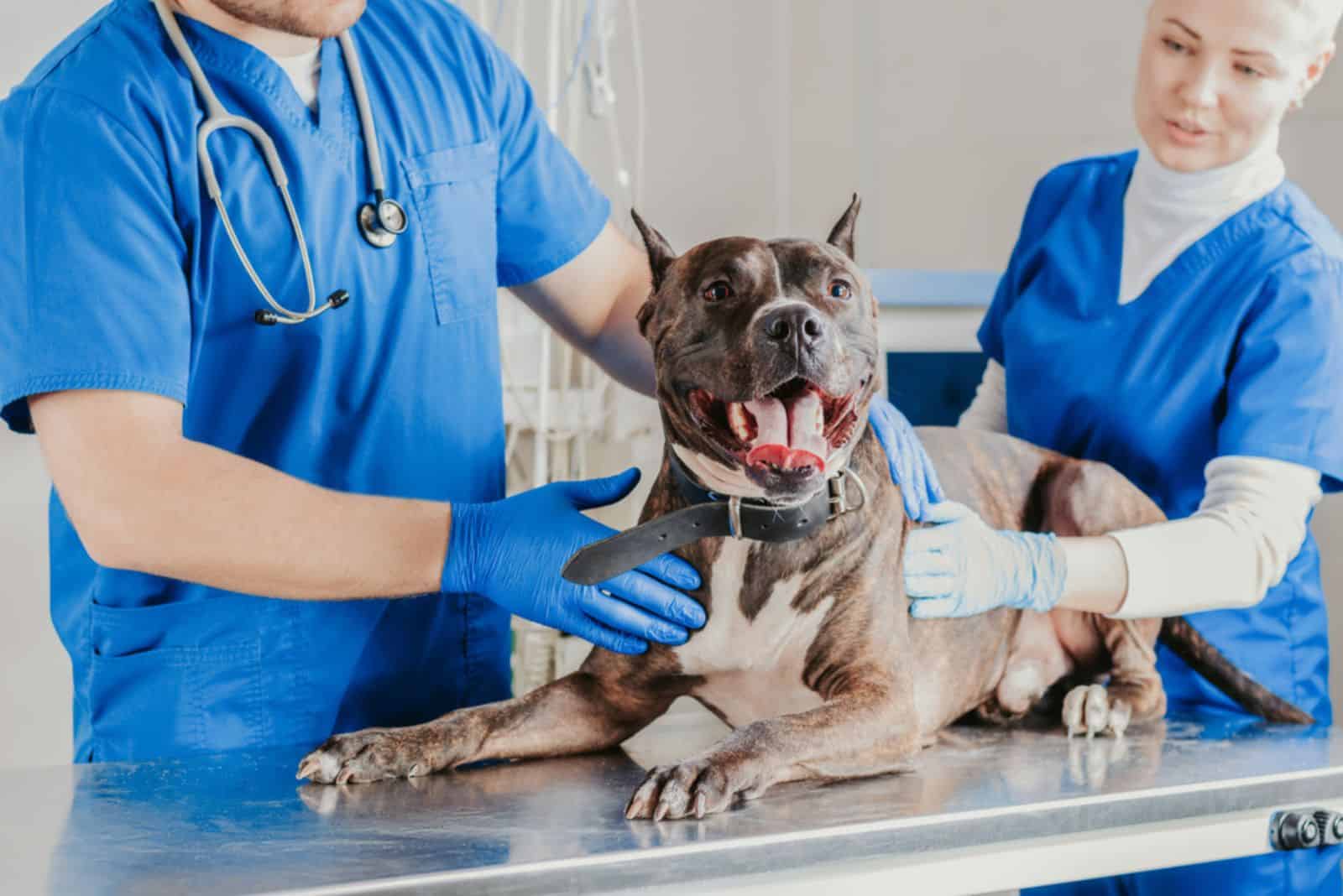 pit bull at the vet