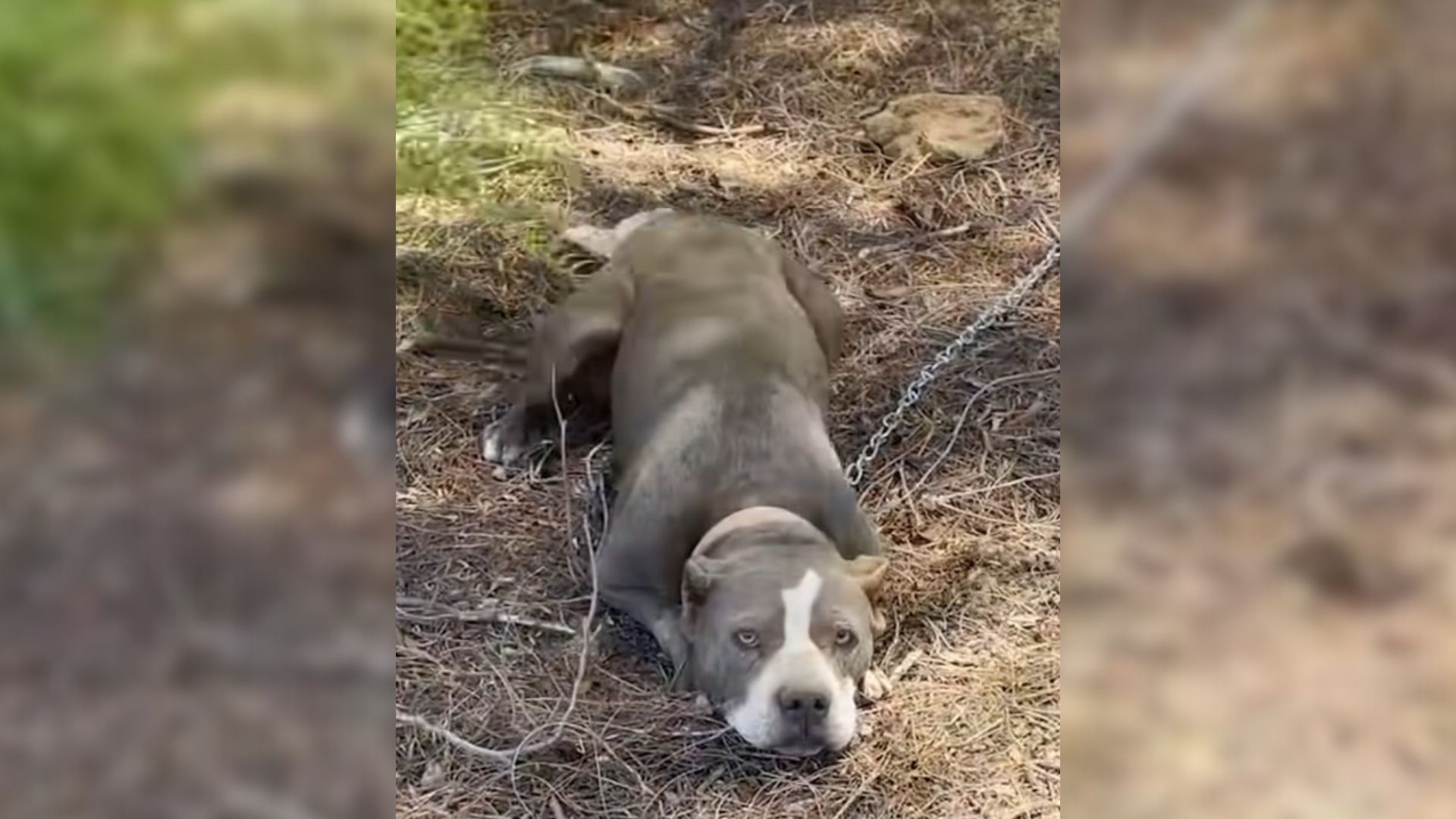 Pit Bull Found Cruelly Tied To A Fence In The Middle Of Nowhere With No Food And Water